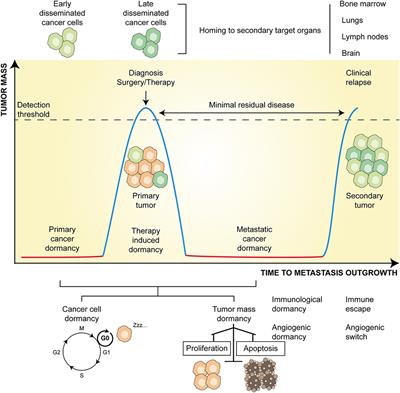 Tuning Cancer Fate: Tumor Microenvironment's Role in Cancer Stem Cell Quiescence and Reawakening